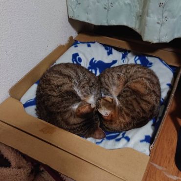 2にゃんは仲良し