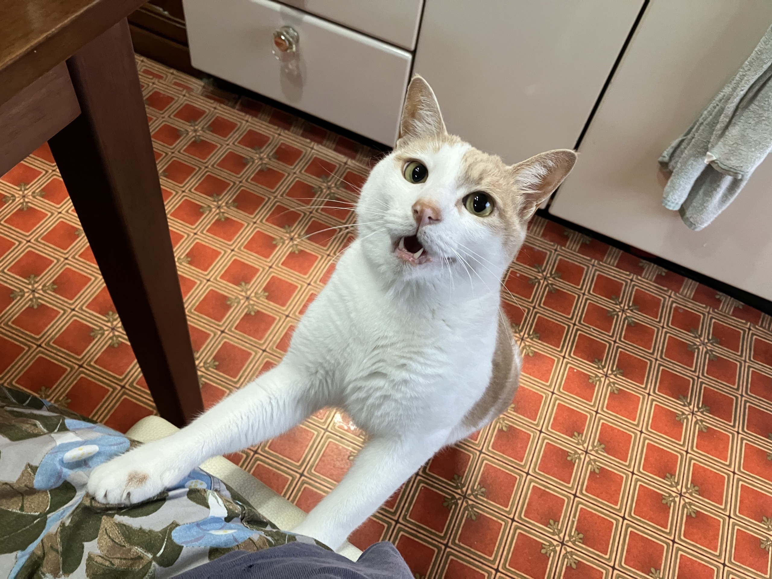 シャケくれよ〜！！