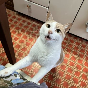 シャケくれよ〜！！