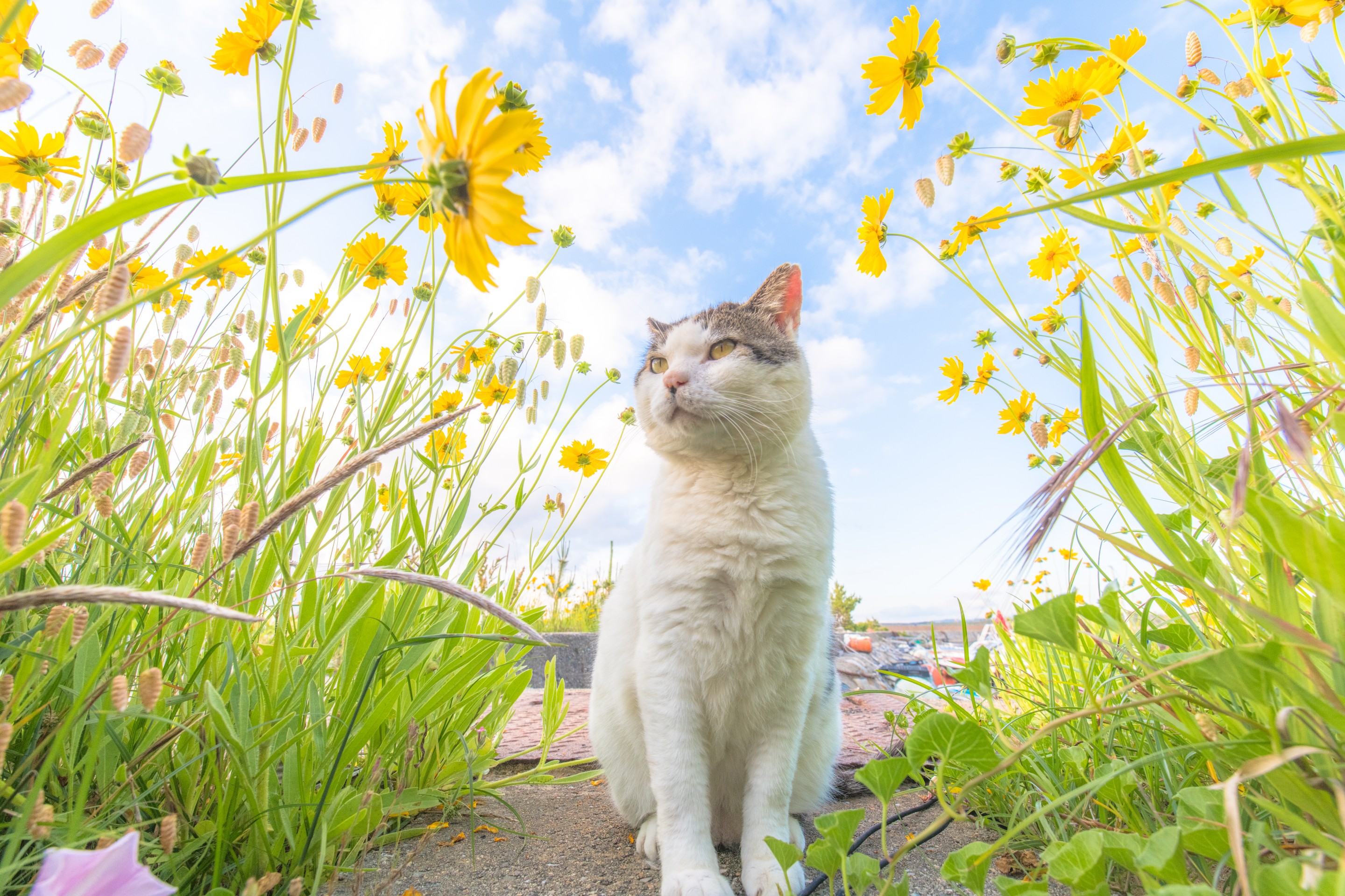 お花が咲いたよ