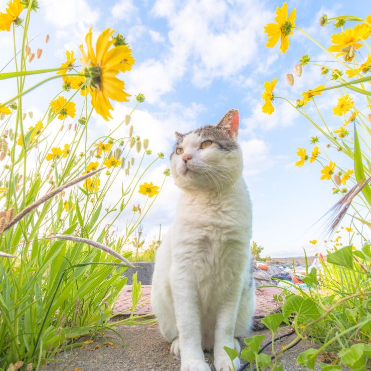 お花が咲いたよ