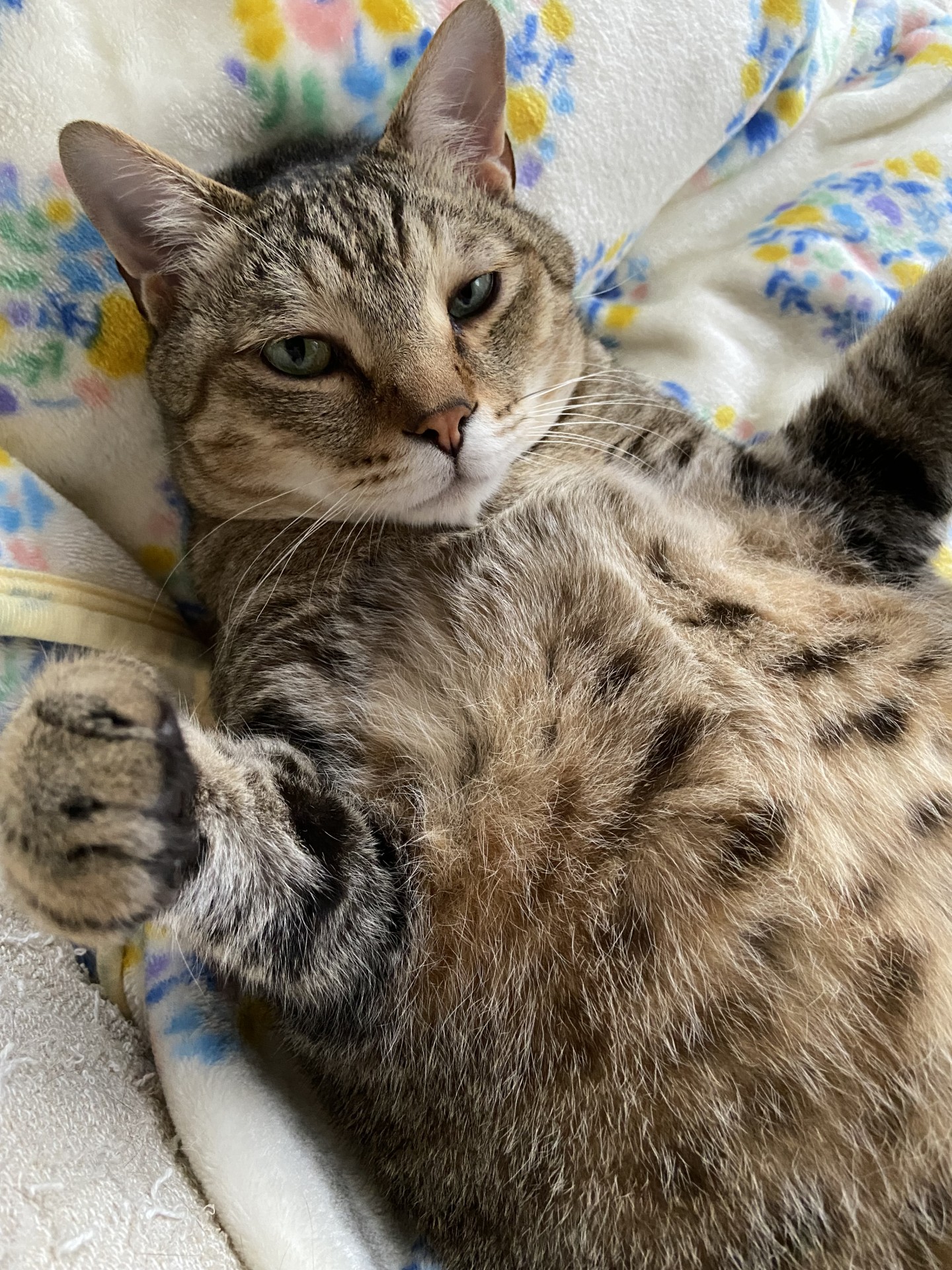 おいらに飛び込んできてもいいよ