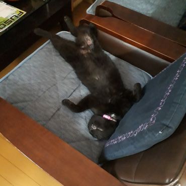 快適だにゃ～