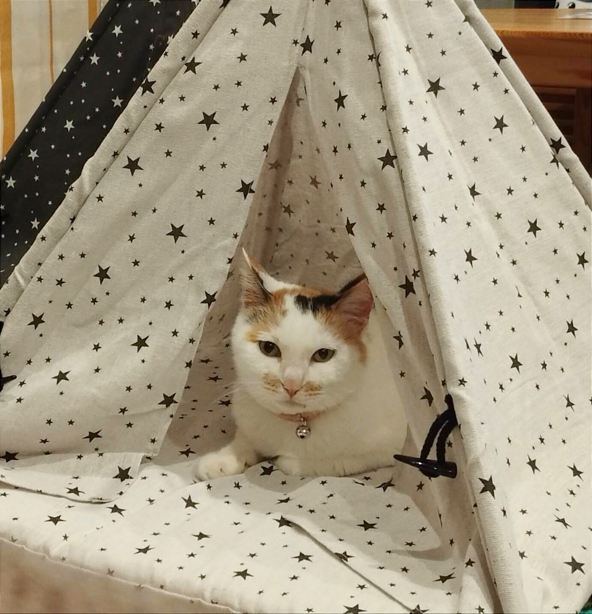 いのちつないだ！