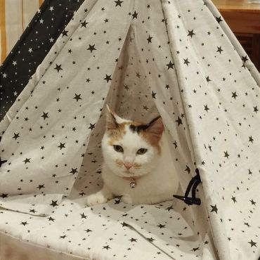 いのちつないだ！