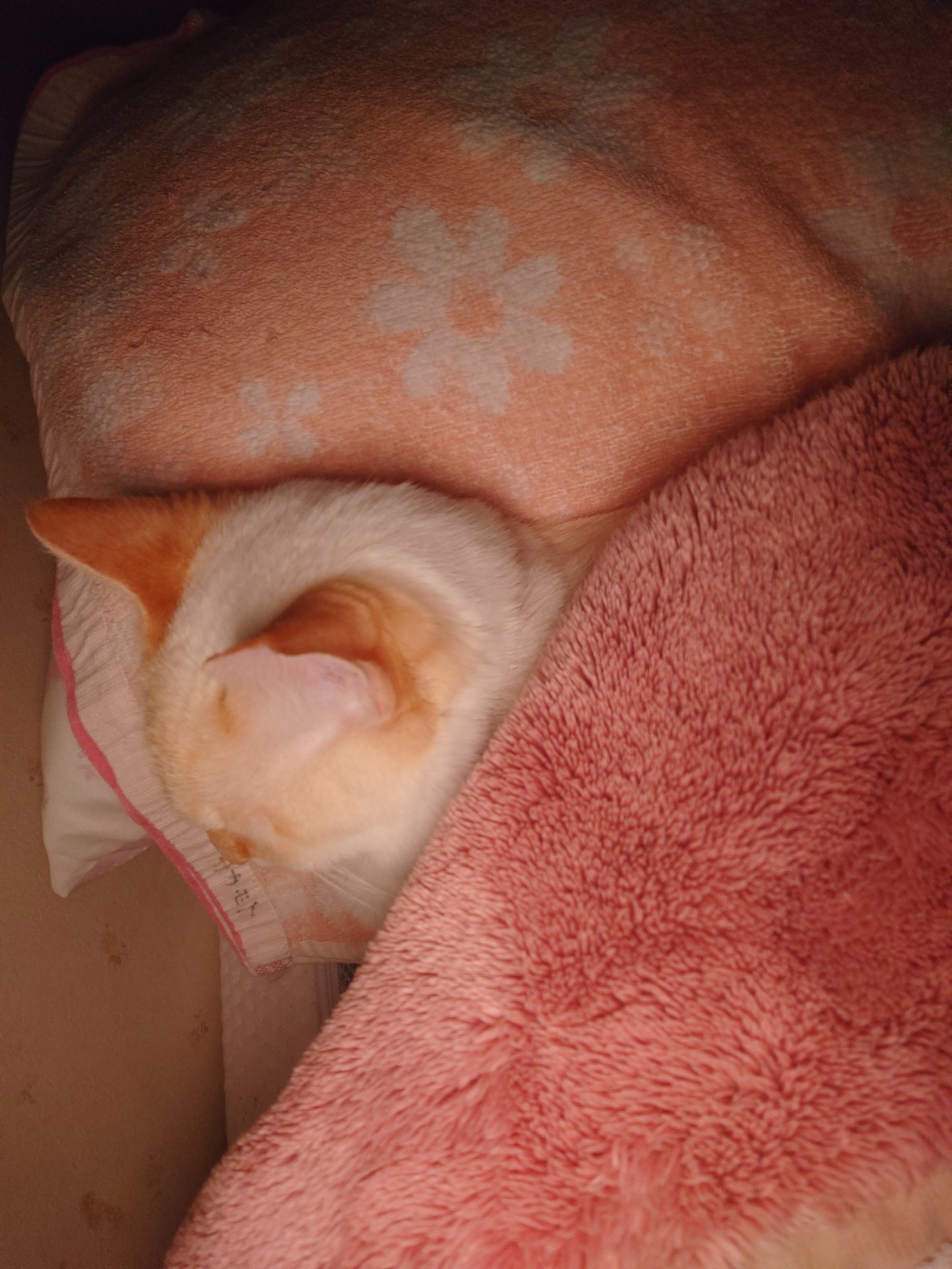 幸せ♥
