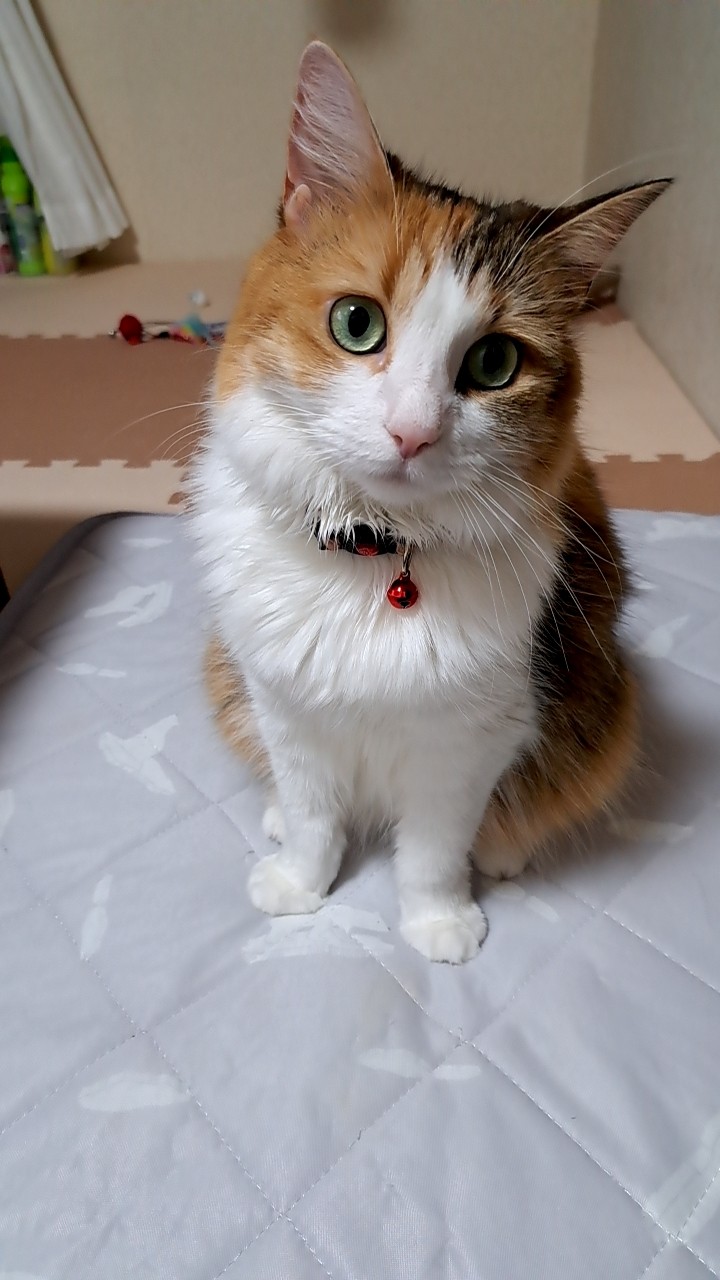 メキシコから帰化したねこ毬子