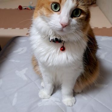 メキシコから帰化したねこ毬子
