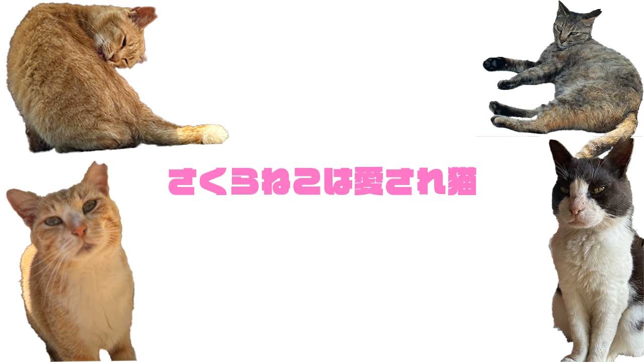 「どうぶつ基金」男木島のさくらねこ達
