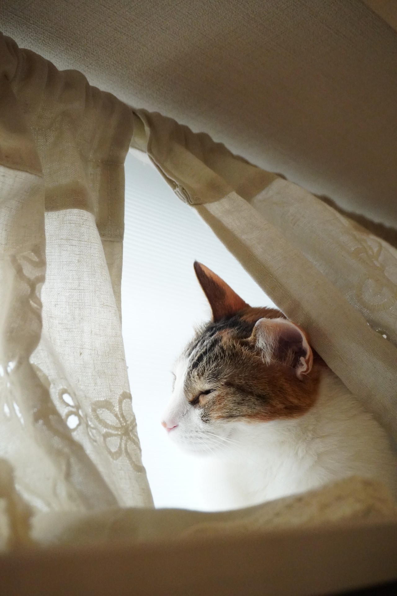 あたちの特等席でち