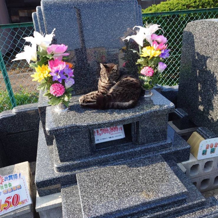 看板むすこ