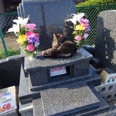 看板むすこ