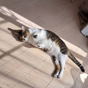 さくらのお耳ふたつだよ
