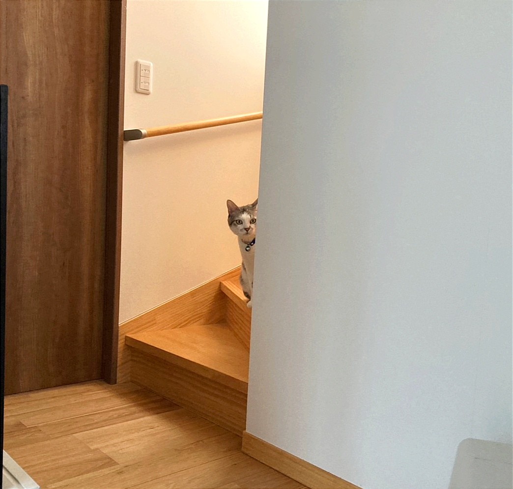 いのちつないだ！