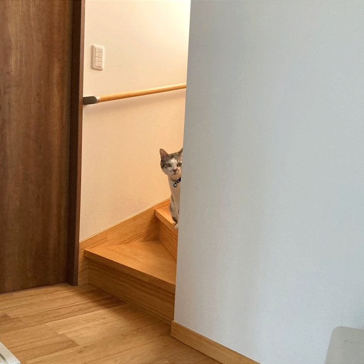いのちつないだ！