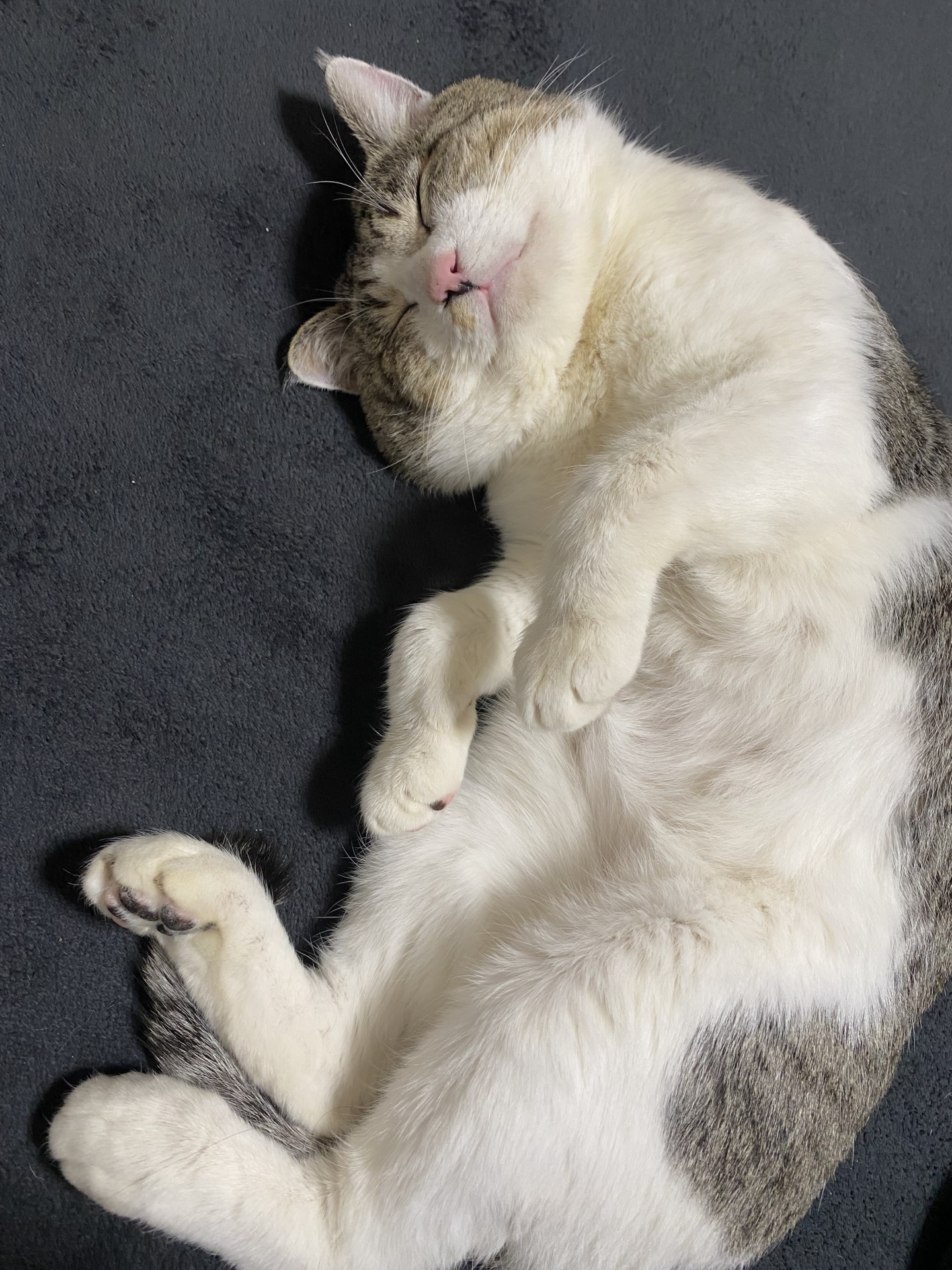家の中も悪くないにゃ