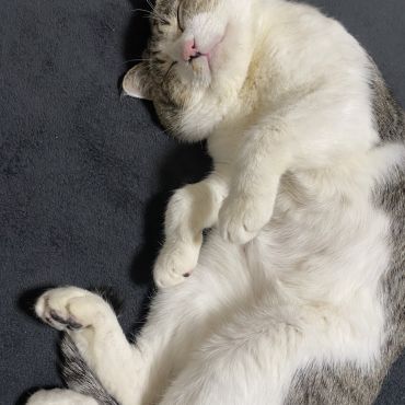 家の中も悪くないにゃ