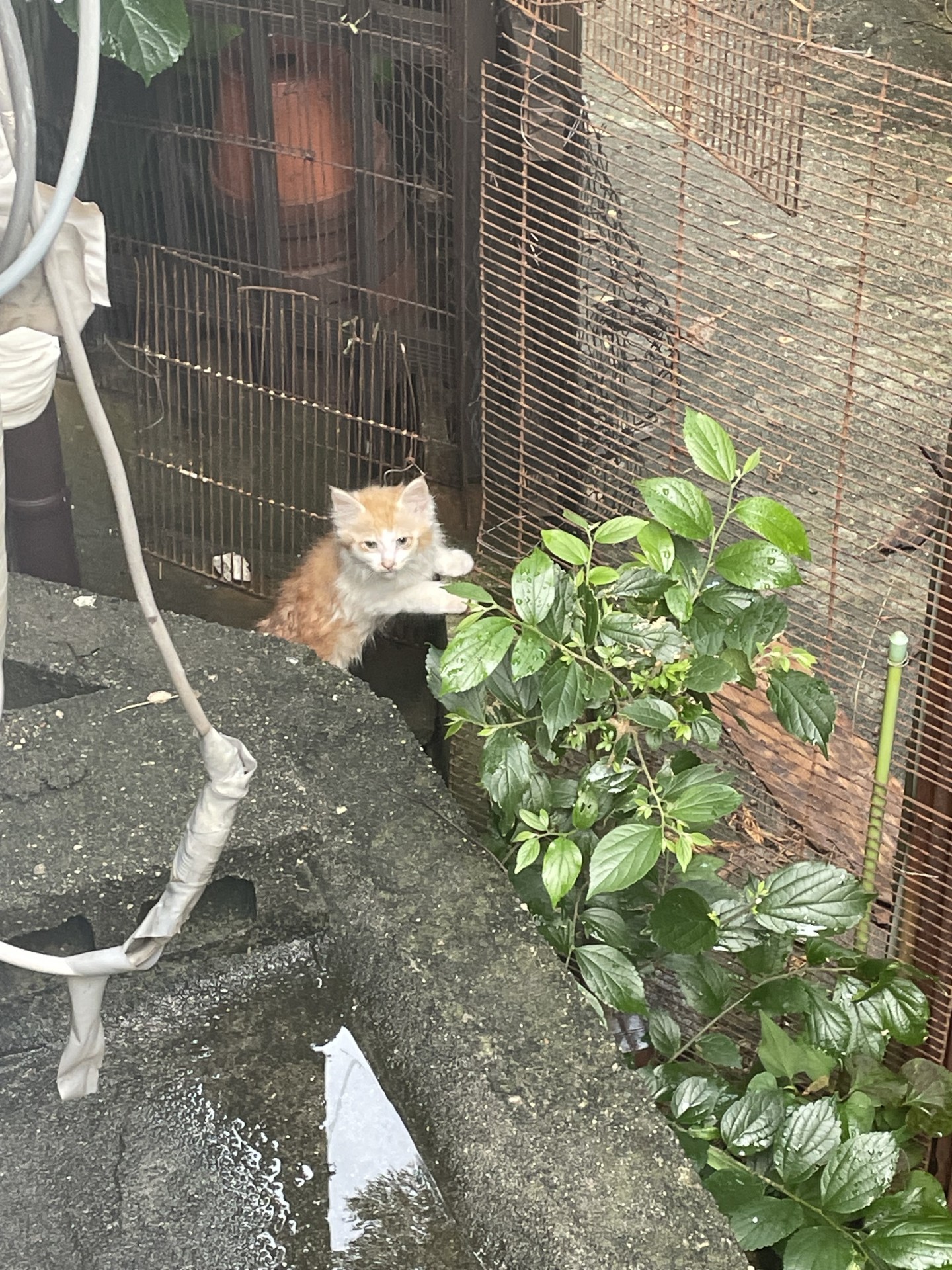 いのちつないだ！