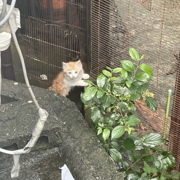 いのちつないだ！
