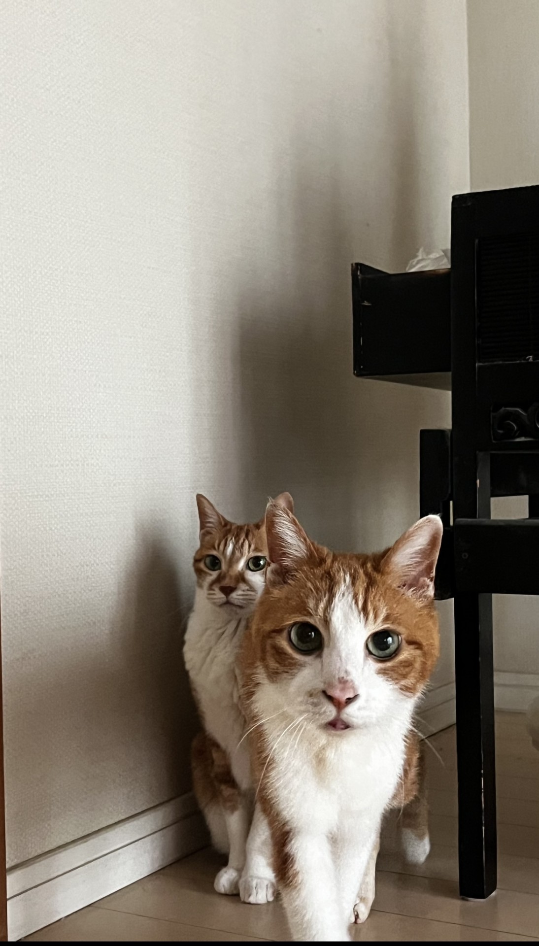 こっちきた！