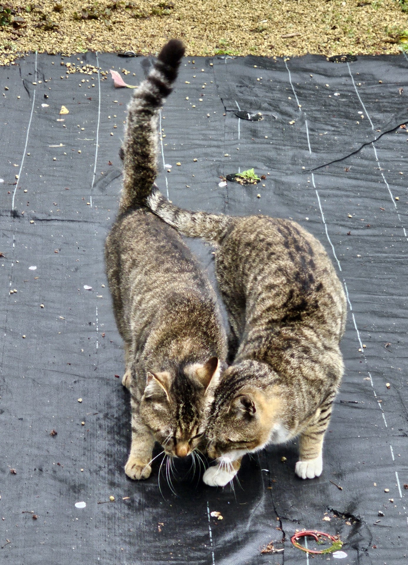 さくらねこ