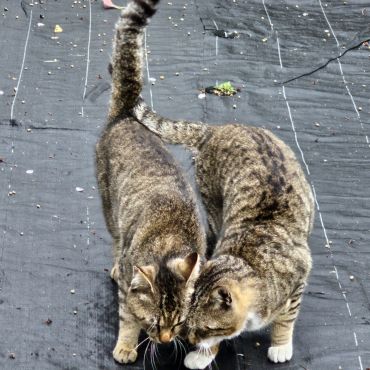 さくらねこ