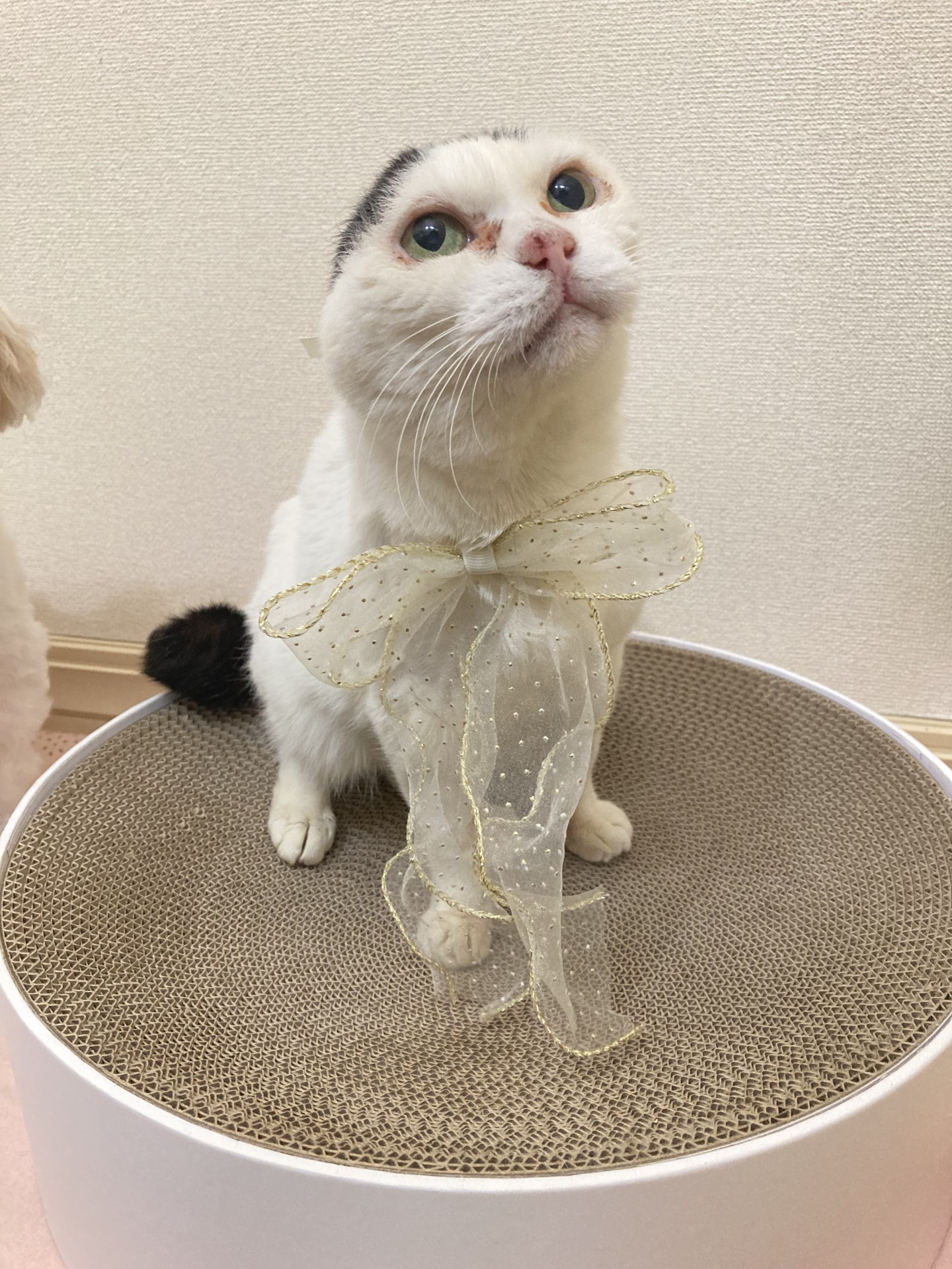 無事保護して1年！