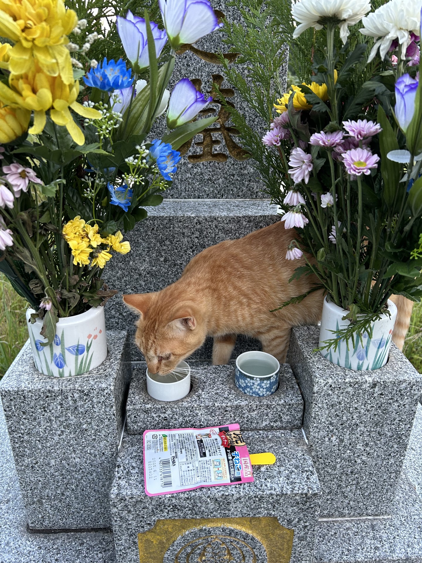 ちょっと失礼します🐱