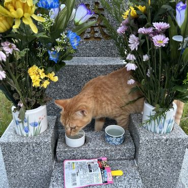 ちょっと失礼します🐱