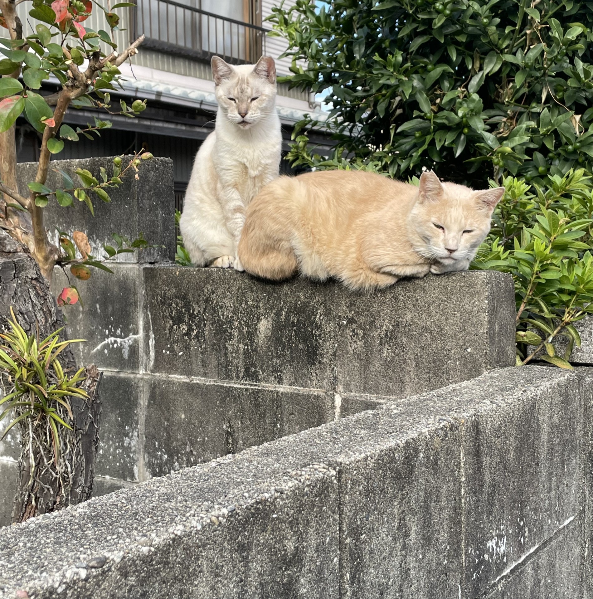 さくらねこ夫婦