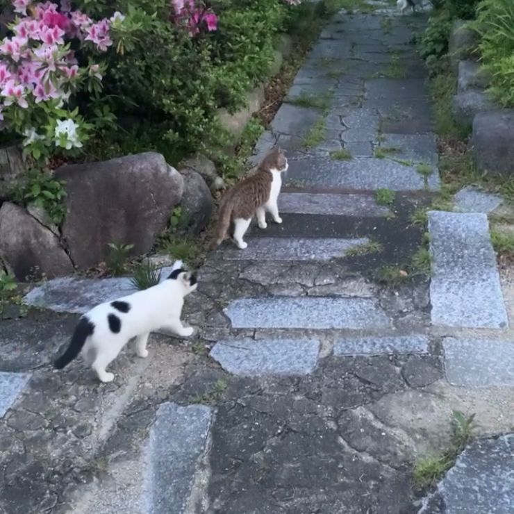 3びきのネコ
