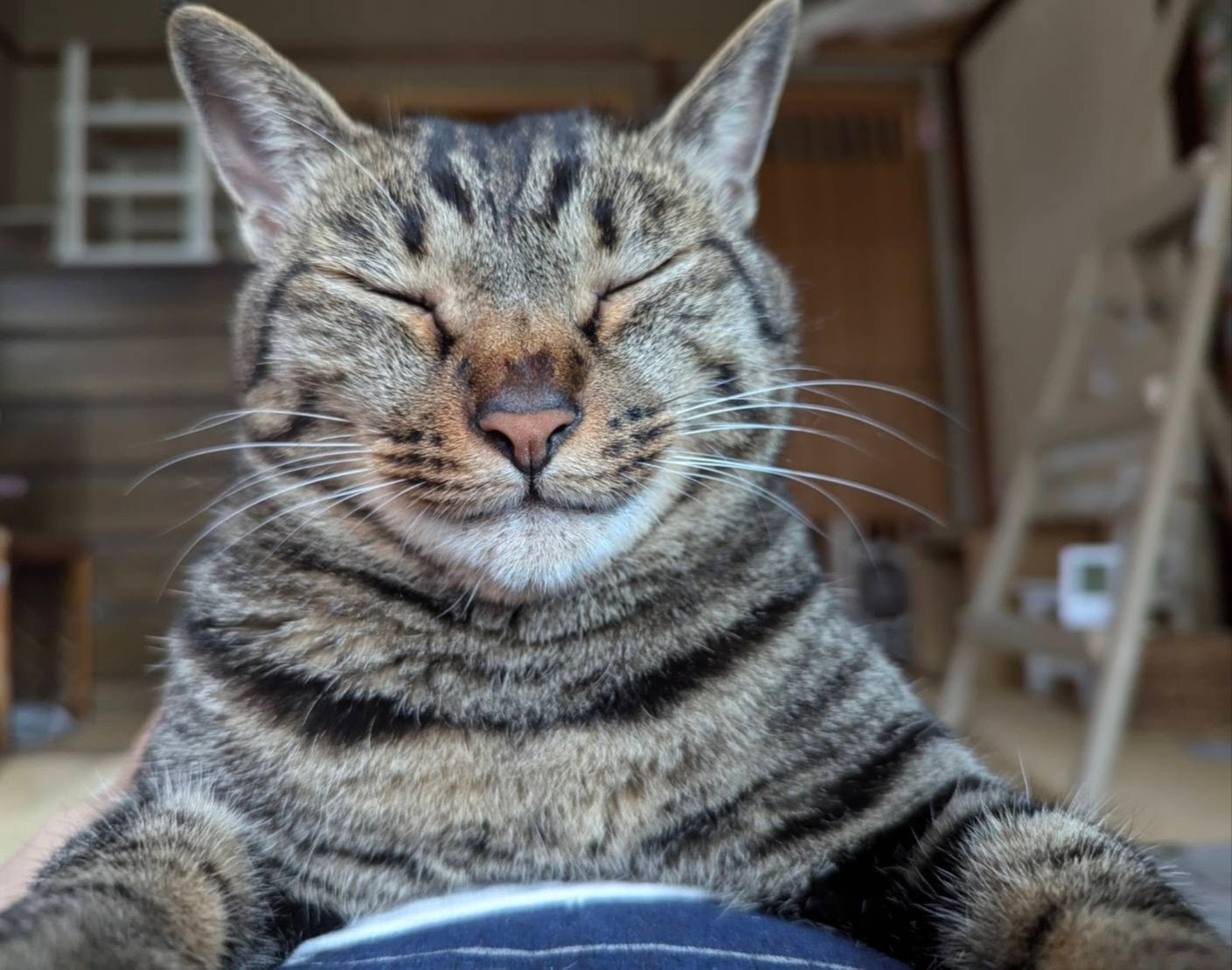 アスレチックな猫部屋