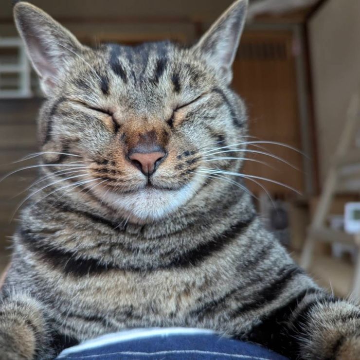 アスレチックな猫部屋
