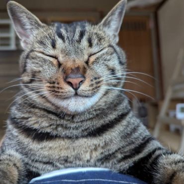 アスレチックな猫部屋