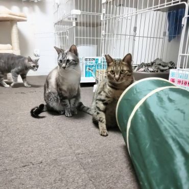 シェルターにて