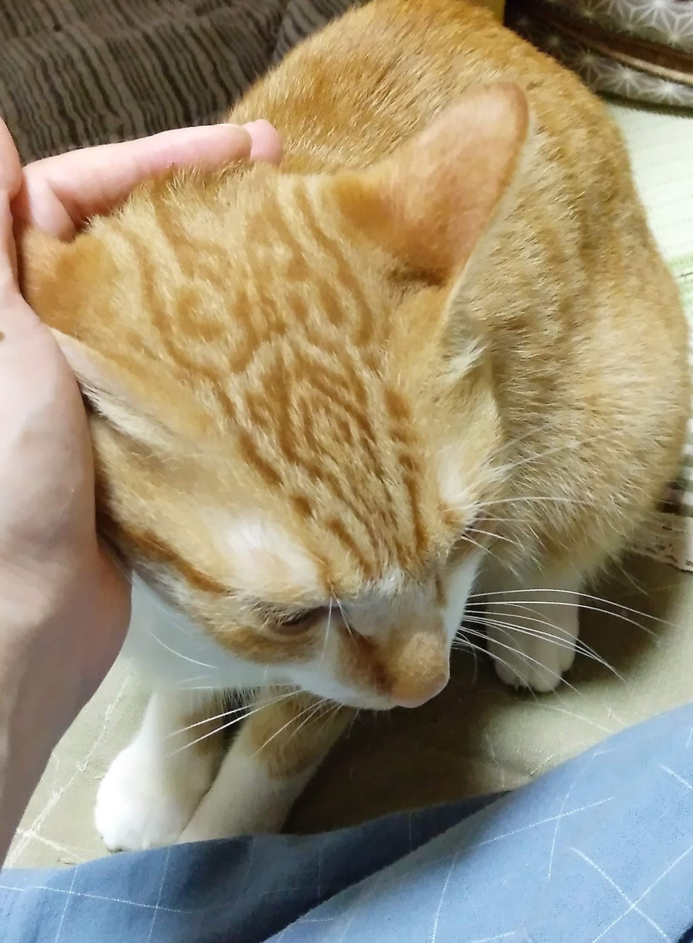 ボクの神秘的なおでこの模様を見て