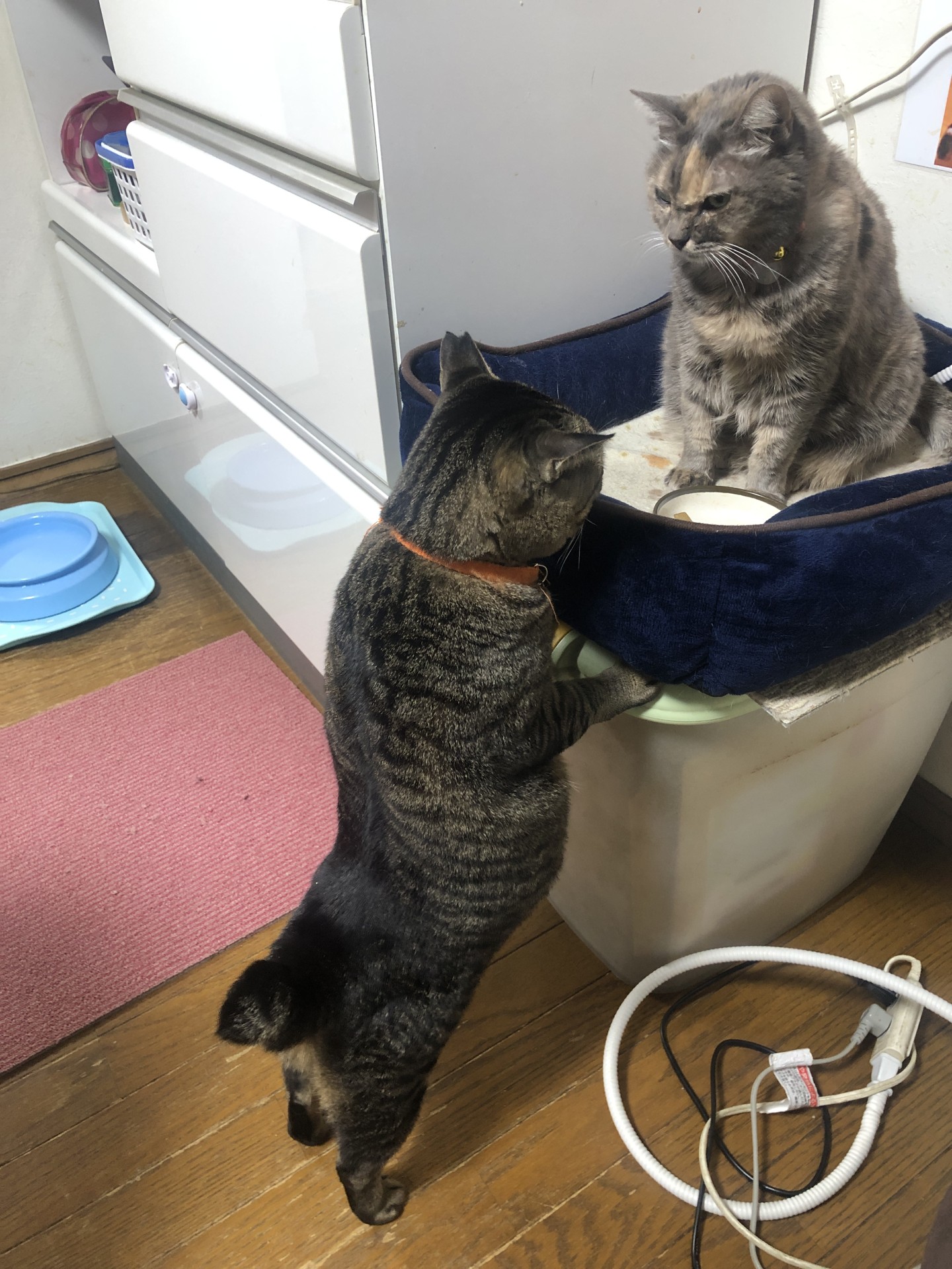 療養食食べたいな