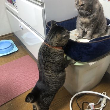 療養食食べたいな