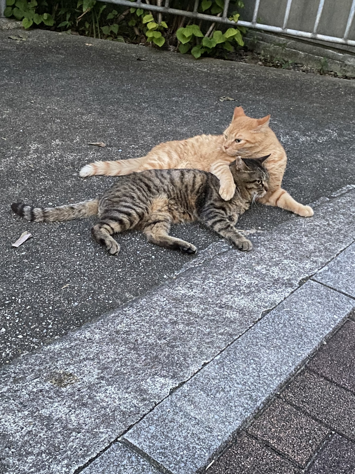 オレが守る！