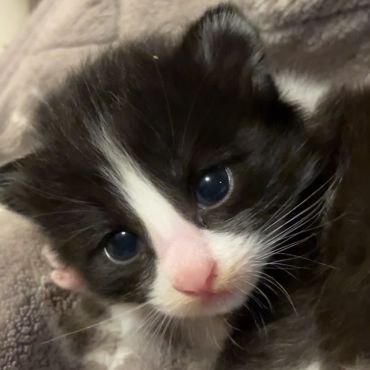 いのちつないだにゃん