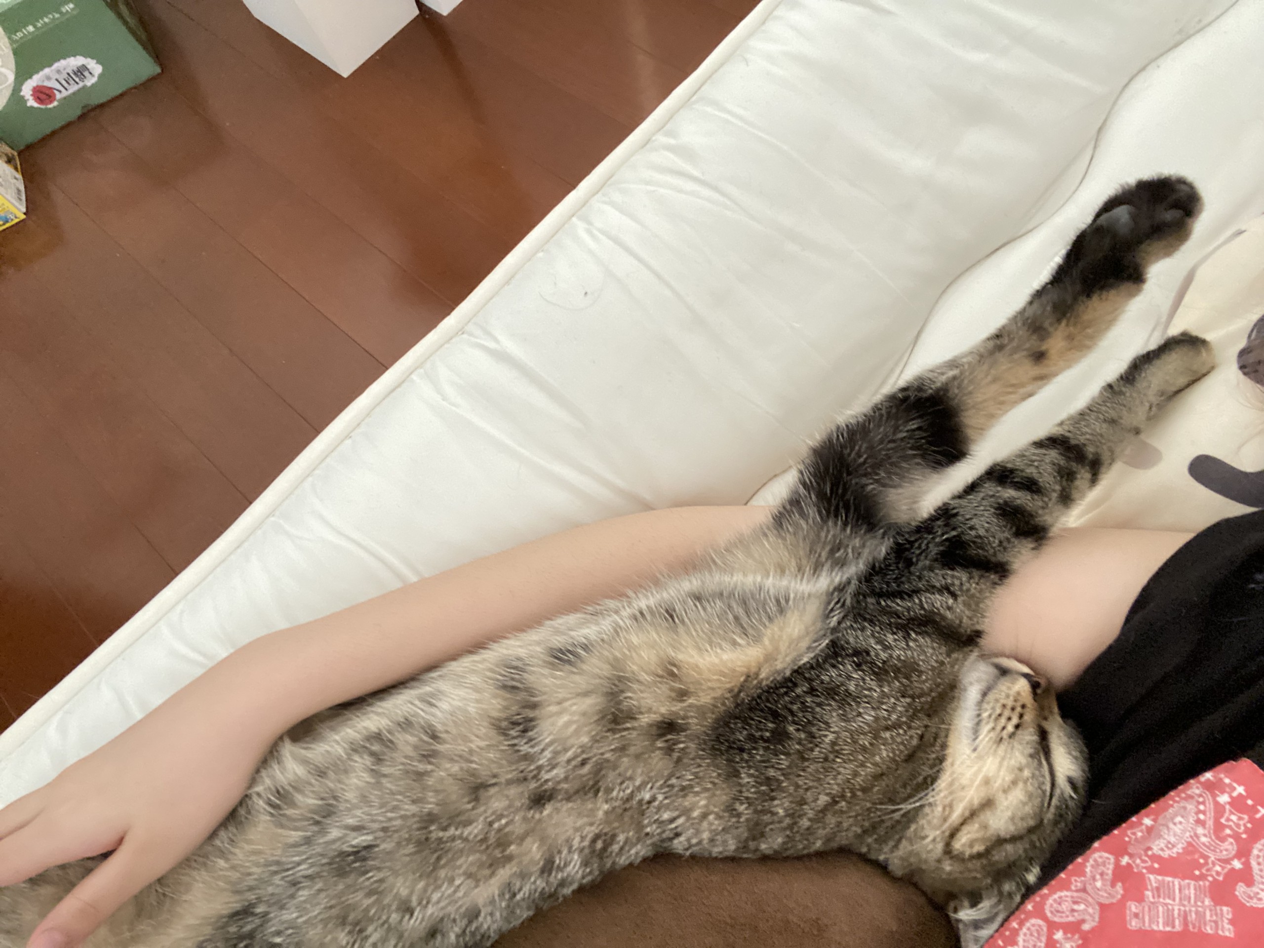 保護猫から家猫へ