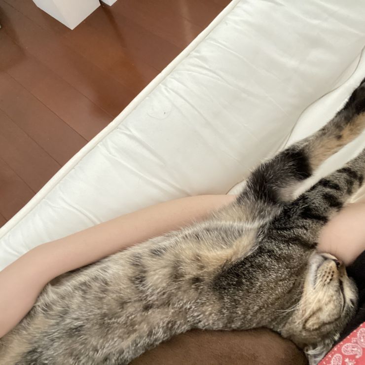 保護猫から家猫へ