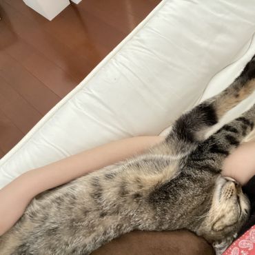 保護猫から家猫へ