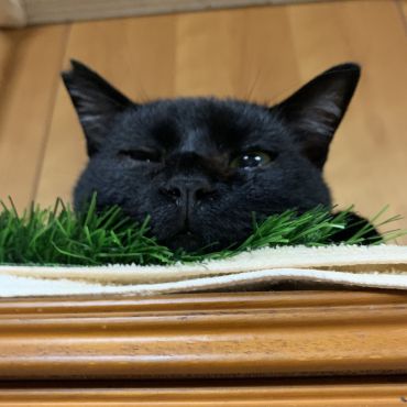 怪獣あらわる