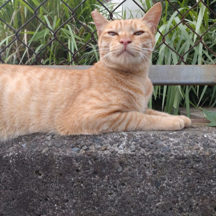 さくらねこ
