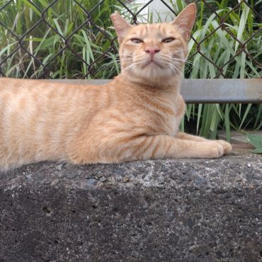 さくらねこ