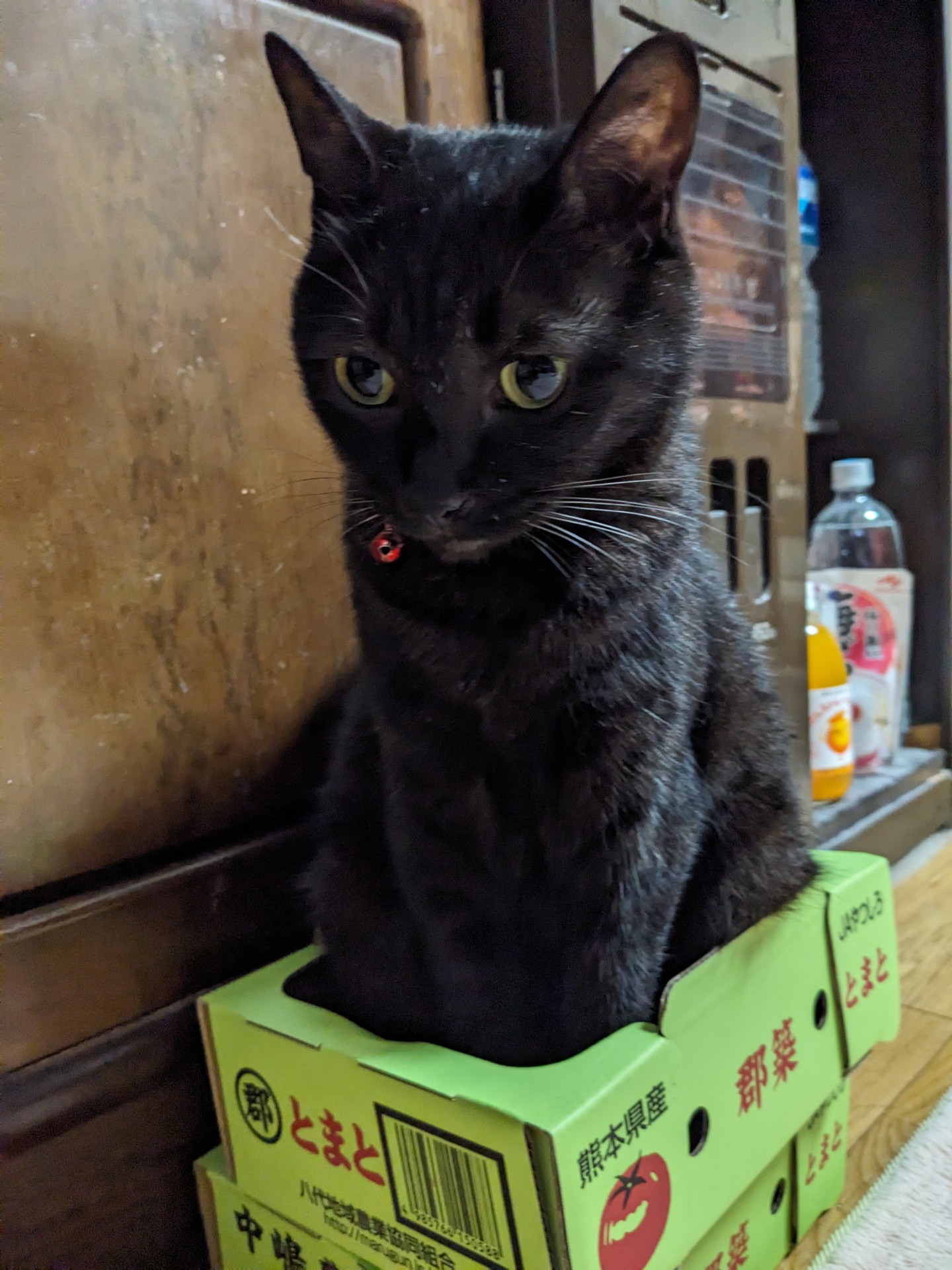ダンボール大好き!