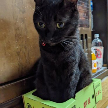 ダンボール大好き!