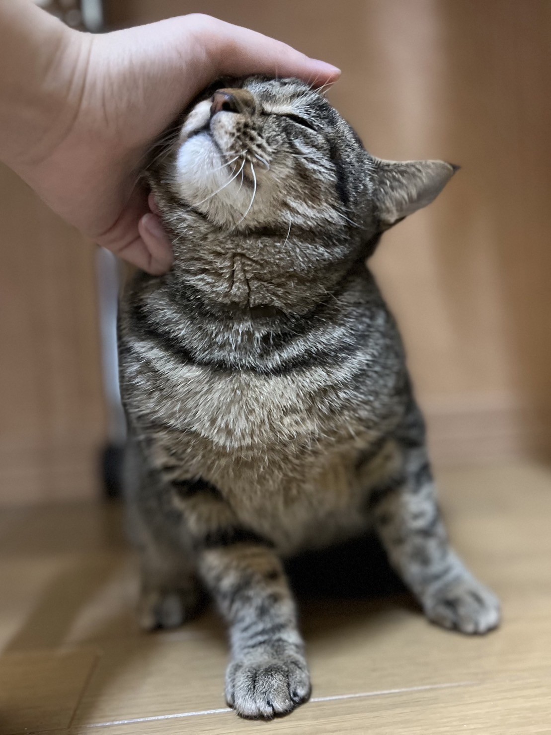 今日からお世話になります