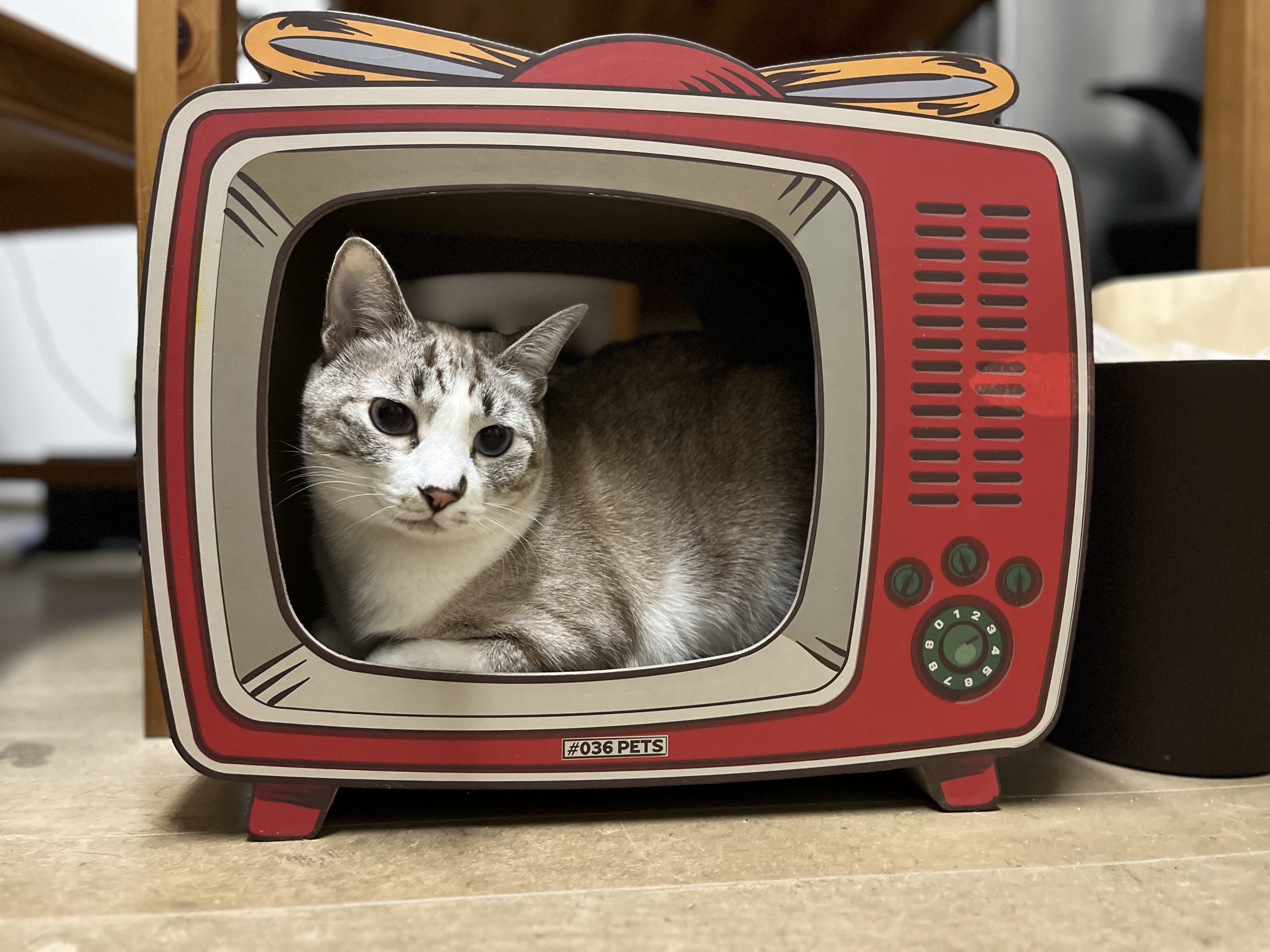猫の一生ドラマ！第一話
